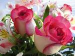 roses