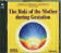 The role of the Mother during Gestation